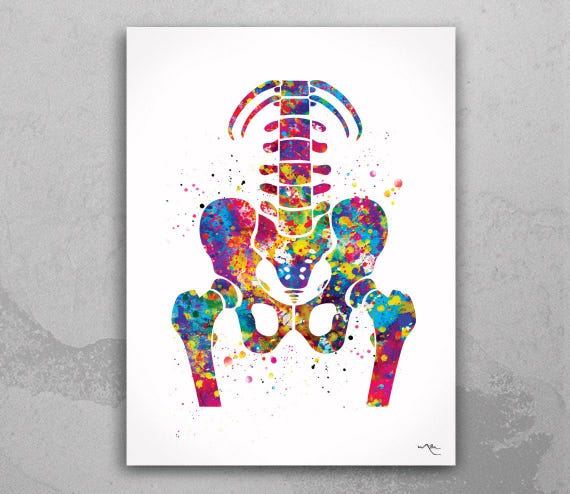 Pelvis and Vertebrae Watercolor Print - Anatomy Medical Art-197