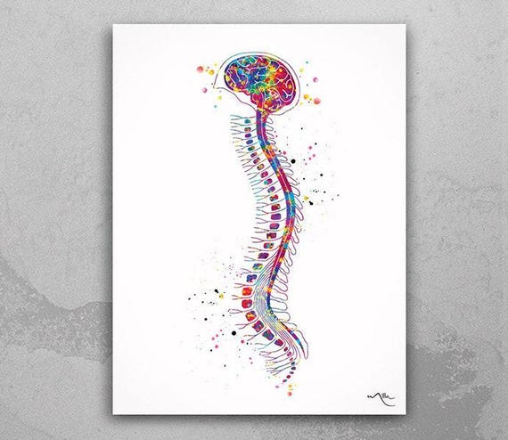 Brain and Spinal Cord Watercolor Anatomy Art Print-990
