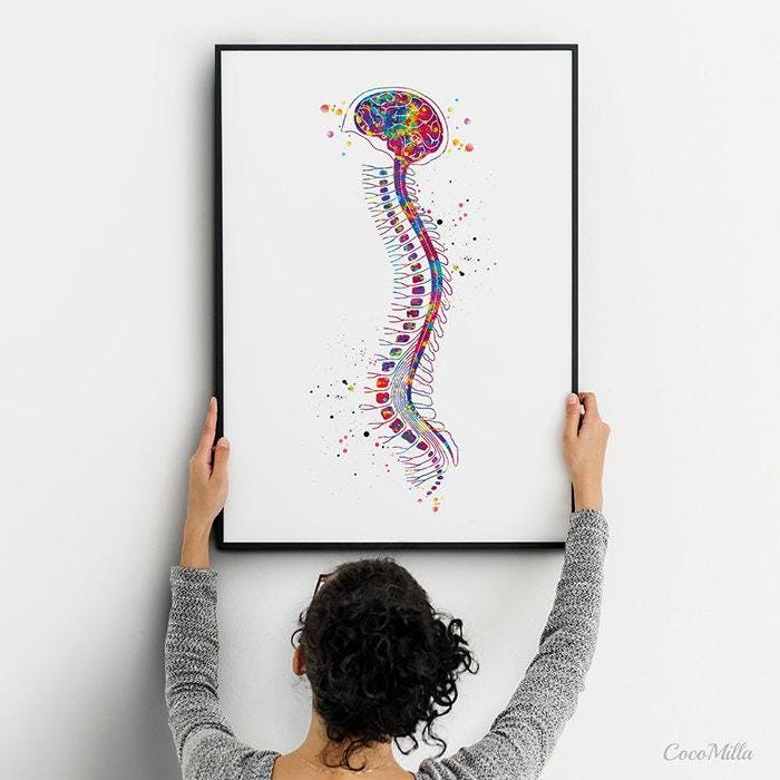 Brain & Spinal Cord Watercolor Print Set - Medical Anatomy Art-993 - Etsy