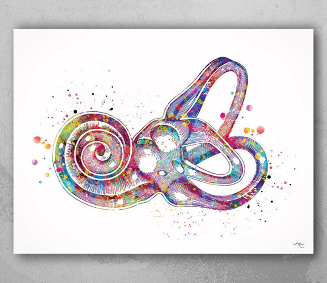 Inner Ear Anatomy Labyrinth