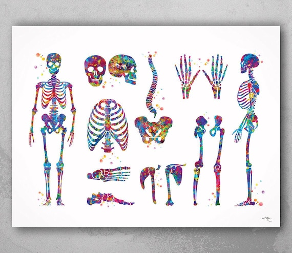 Watercolor Skeletal System Print, Anatomy Art, Medical Decor-1025