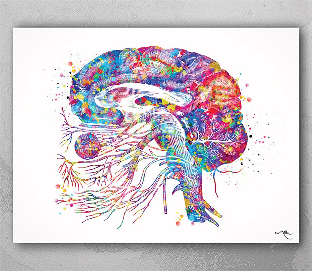 Brain Cranial Nerves Watercolor Print Medical Art Cabinet Neurologist ...