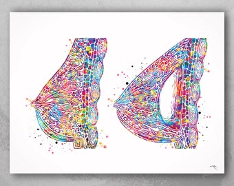 Breast Implant Watercolor Print: Medical Anatomy Art-522