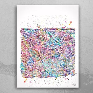 Cross Section of the Skin Watercolor Print Epidermis Histology Dermatology Art Skin Cell Medical Art Dermatologist Gift Clinic Decor-1159