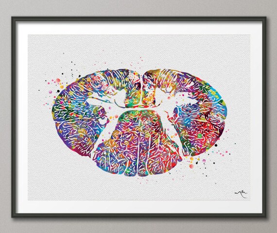 Brain with Spinal Cord Watercolor Art Print Medical Neurology Neurosurgeon Decor
