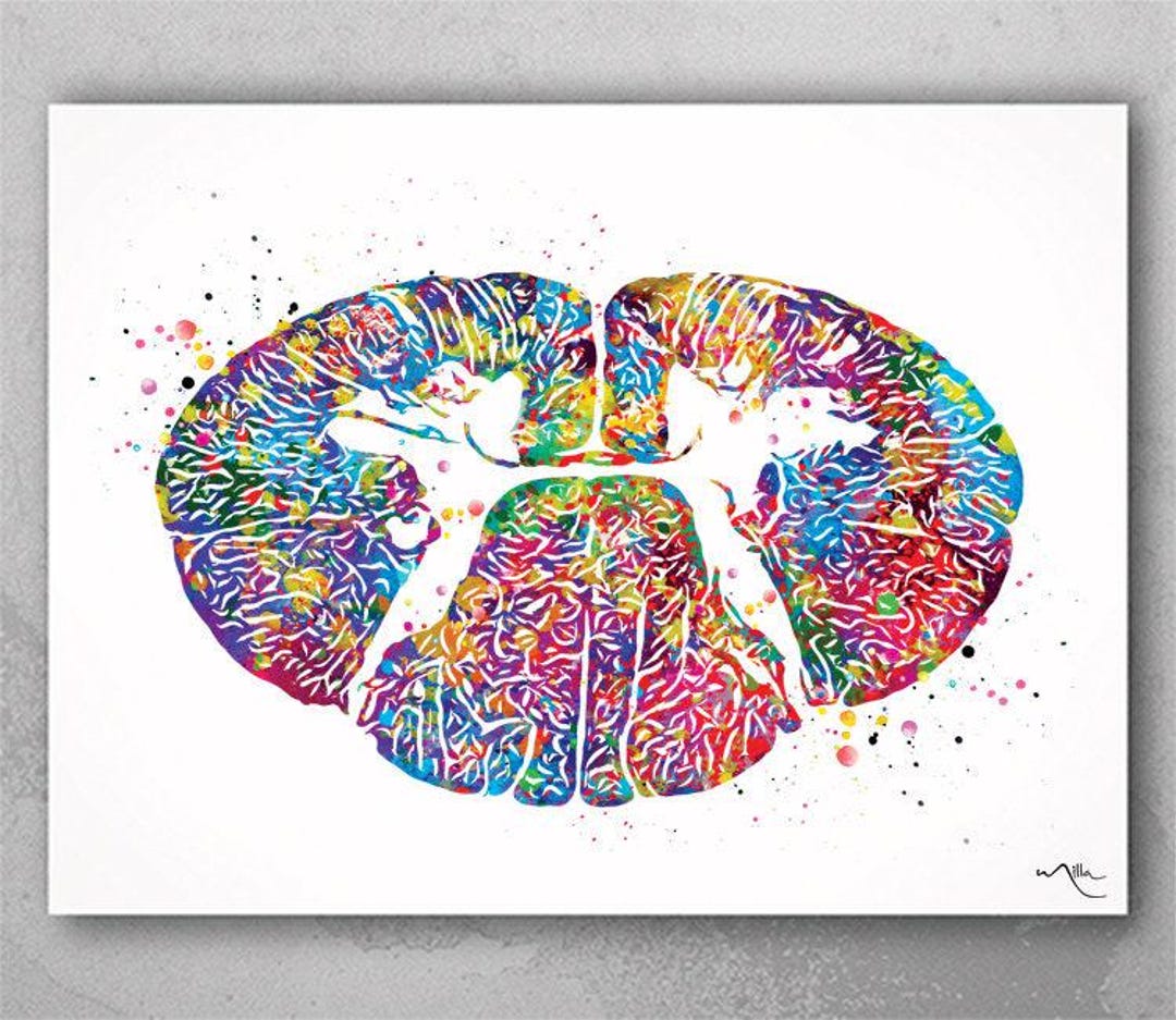 Cervical Spinal Cord Watercolor Print Anatomy Art Medical Art Neurology ...