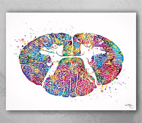 Cervical Spinal Cord Watercolor Print, Medical Anatomy Art-1231