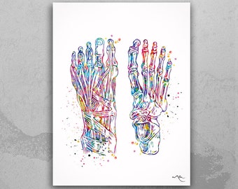 Foot Anatomy Watercolor Print Skeletal Feet Muscles Medical Art Science Orthopedic Office Clinic Art Poster Podiatry Gift Clinic Decor-717
