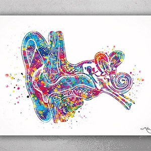 Ear Anatomy Watercolor Print Audiologist Gift Audiology Poster Science Art Ear Diagram Anatomical Clinic Decor Medical Art Ear Poster-1064