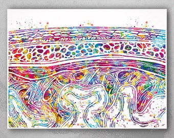 Meninges Watercolor Print Neuron Art Science Gift Neurology Nerve Cell Medical Student Brain Wall Art Neuroscience Gift Clinic Decor-2110