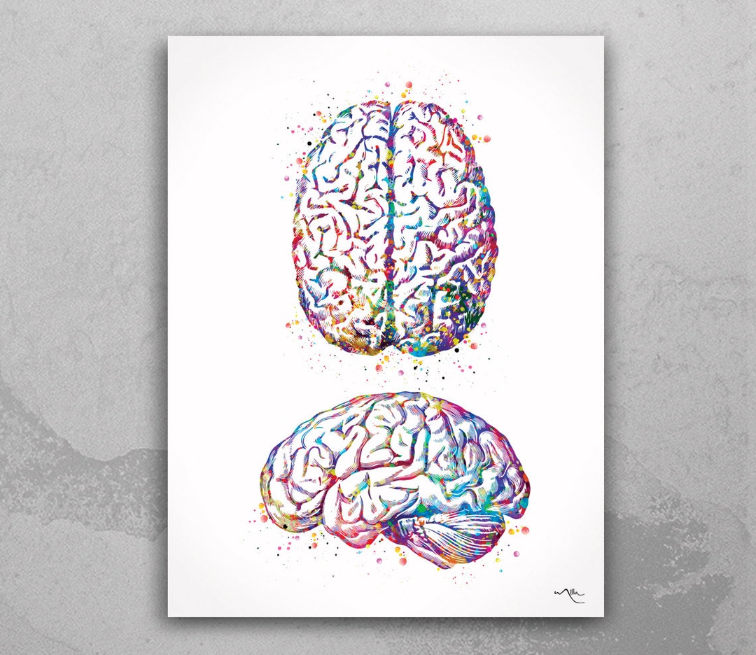 Brain Anatomy Human Brain Watercolor Print Medical Science Art ...
