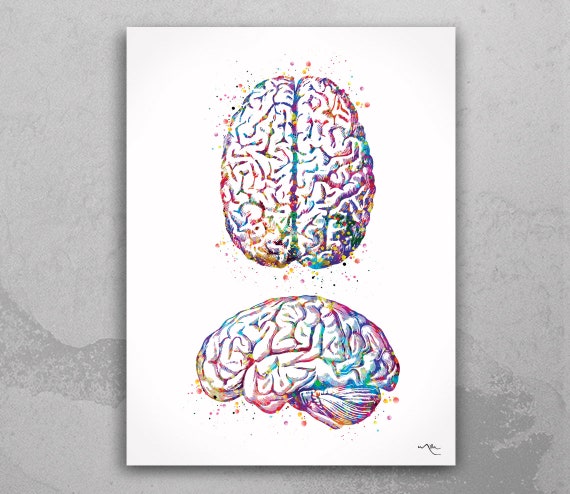 Brain Anatomy Watercolor Print, Medical Art-974