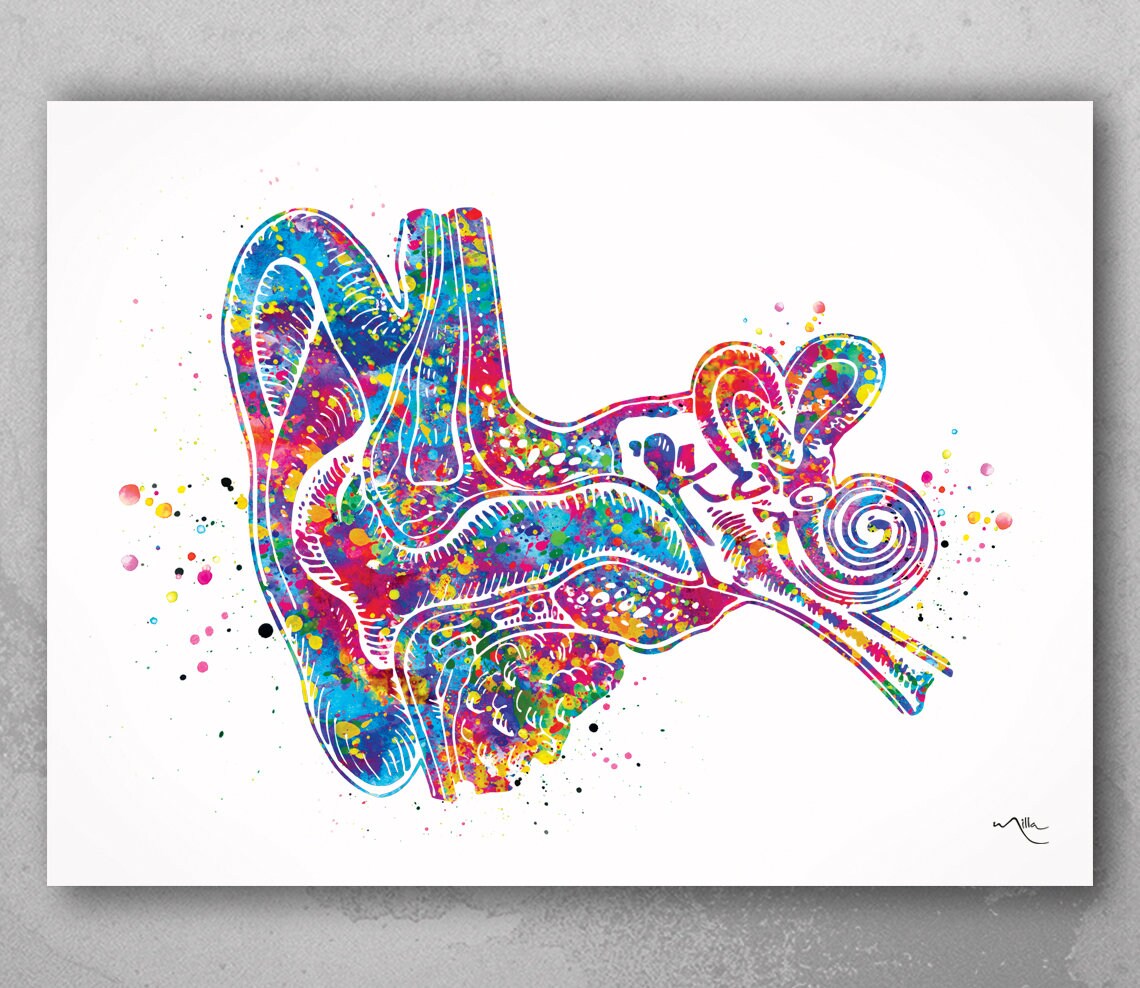 Ear Anatomy Watercolor Print Audiologist Gift Audiology Poster  Etsy