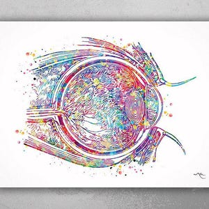 Eye Cross Section Watercolor Print Eye Anatomy Optometrist Optician Poster Medical Art Ophthalmology Eye Ball Doctor Office Wall Art-179