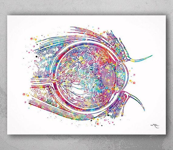Eye Cross Section Watercolor Print, Ophthalmology Anatomy Art-179