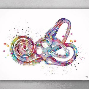 Inner Ear Labyrinth Watercolor Print Audiologist Gift Audiology Poster Ear Diagram Anatomical Office Decor Medical Art Histology Art-398