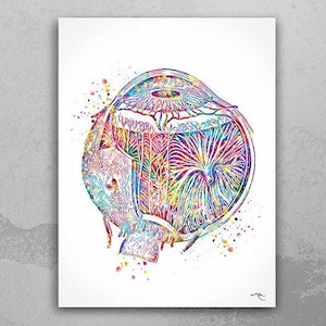 Eye Anatomy Watercolor Print Human Eye Optometrist Optician Poster Medical Art Ophthalmology Eye Ball Clinic Wall Art Decor Science Art-1194