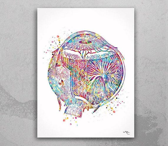 Eye Anatomy Watercolor Print, Optometrist Optician Clinic Wall Art-1194
