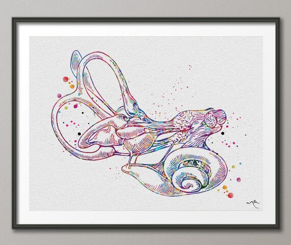 Cochlea Vestibular System Watercolor Print Ear Art Audiologist Audiology Office