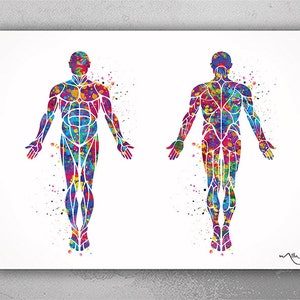 Muscular System Watercolor Print Human Body Anatomy Art Medical Art Orthopedic Body System Wall Hanging Graduation Gift Clinic Decor-1101