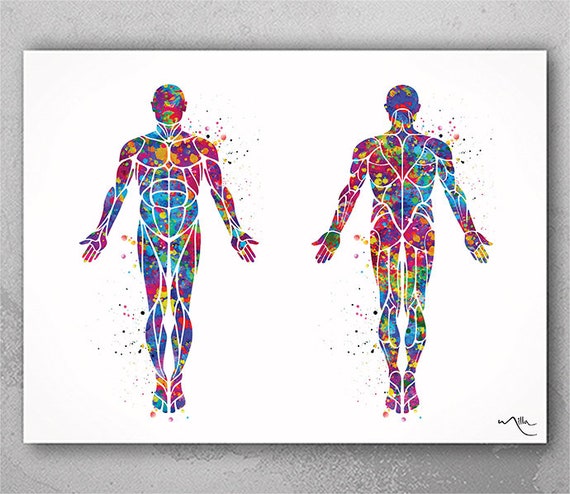 Muscular System Watercolor Print Human Body Anatomy Art Medical
