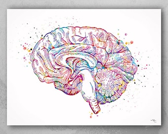 Brain Anatomy Watercolor Print, Medical Neurology Art-1137