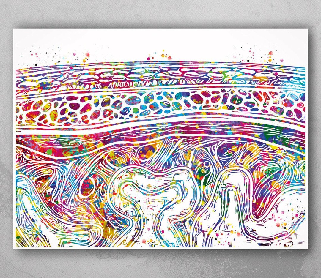Meninges Watercolor Print Neuron Art Science Gift Neurology Nerve Cell ...