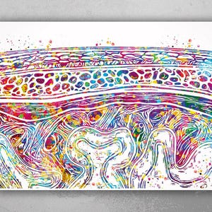 Meninges Watercolor Print Neuron Art Science Gift Neurology Nerve Cell Medical Student Brain Wall Art Neuroscience Gift Clinic Decor-2110