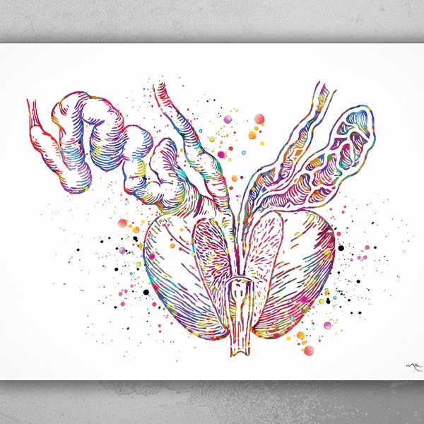 Prostate Anatomy Watercolor Print Human Organs Male Reproductive Anatomy Bladder Penis Clinic Decor Urology Medical Art Office Decor-1212