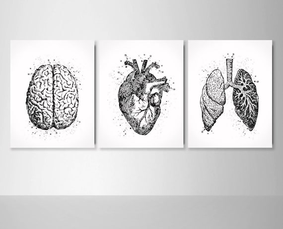 Anatomical Watercolor Print Set: Brain, Heart, Lungs-2341