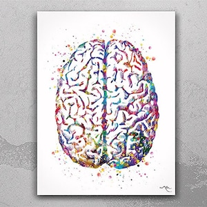Brain Anatomy Watercolor Print Medical Art Science Art Anatomy Art Neurology Human Brain Doctor Gift Nurse Science Poster Psychological -971