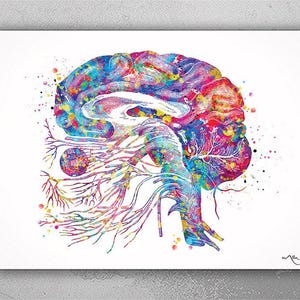Brain Cranial Nerves Watercolor Print Medical Art Cabinet Neurologist Office Wall Art Neurology Human Brain Neuroscience Wall Hanging-173