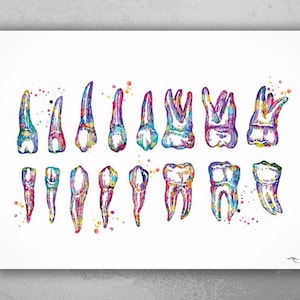 Teeth Diagram Watercolor Print Tooth Anatomical Art  Tooth Chart Dental Clinic Decor Dentistry Medical Art Dentist Office Doctor Art-160