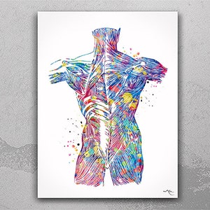 Muscles of Back Watercolor Print Human Anatomy Medical Art Science Art Orthopedic Surgery Skeleton Print Chiropractor Clinic Office Art-1343