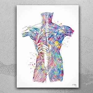 Muscles of Back Watercolor Print Human Anatomy Medical Art Science Art Orthopedic Surgery Skeleton Print Chiropractor Clinic Office Art-1343