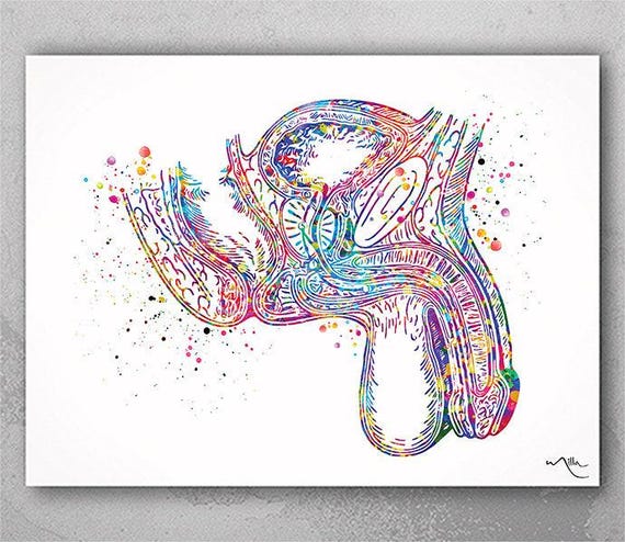 Male Anatomy Watercolor Print, Urology Clinic Decor-1211