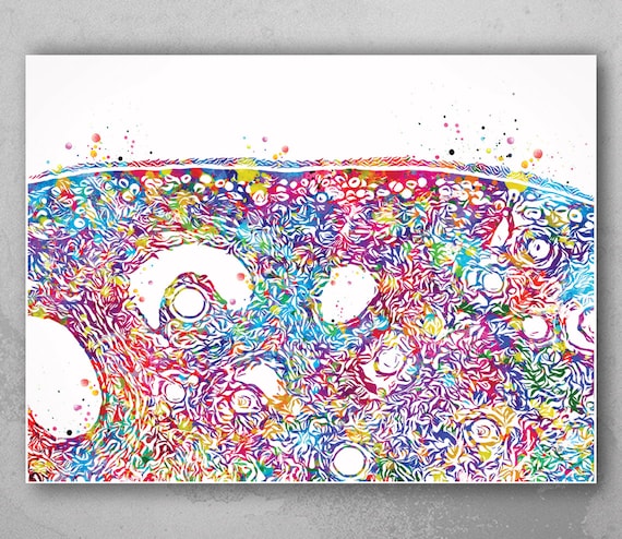 Ovary Cross Section Watercolor Print, Gynecology Medical Art-628