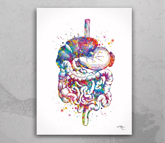 Digestive System Gastrointestinal Tract Watercolor Art Shirt Digestive System Gastrointestinal Tract Watercolor Art Shirt