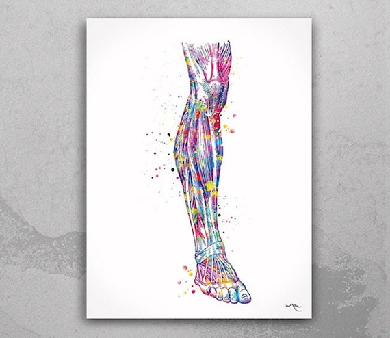 Leg Anatomy Watercolor Print, Medical Art for Physiotherapy Clinic-1368