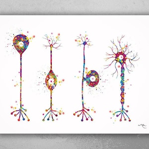 Neuron Basic Types Watercolor Print Motor Neurotransmitter Science Art Neurology Medical Art Brain Art Neuroscience Neurologist Office-161