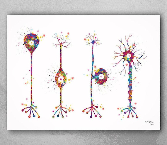 Neuron Types Watercolor Print, Science Art, Neurology Gift-161