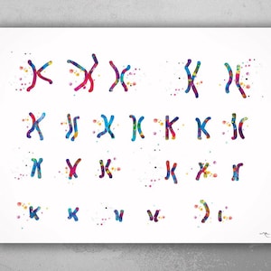 May include: A watercolor print featuring a collection of chromosomes in various shapes and sizes. The chromosomes are depicted in a vibrant array of colors, including red, blue, and yellow, with a splattered paint effect on a white background.