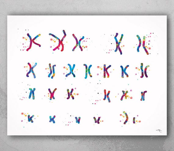 Male Karyotype Watercolor Print, Medical Science Art-236