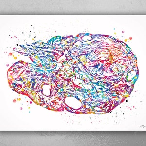 Ovary Watercolor Print Female Reproductive System Histology Gynecology Anatomy Medical Gynecologist Gift OBGYN Medical Nurse Doctor Art-318