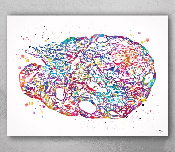 Ovary Watercolor Print | Gynecology Anatomy Art-318