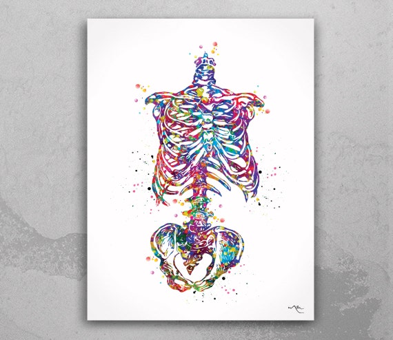 Watercolor Skeleton Torso Print: Anatomy Art, Medical Science
