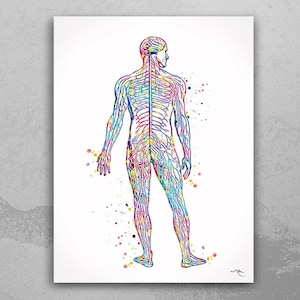 Nervous System Watercolor Print Circulatory System Human Veins Brain Anatomy Medicine Art Neurology Clinic Office Wall Art Medical Art-695