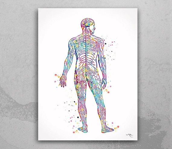 Watercolor Anatomy Print: Nervous & Circulatory System Art-695