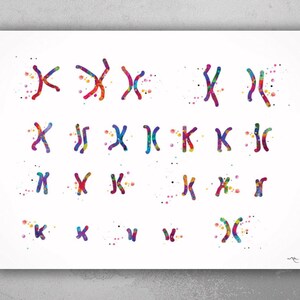 May include: A colorful watercolor illustration of a human karyotype, showing the 23 pairs of chromosomes.