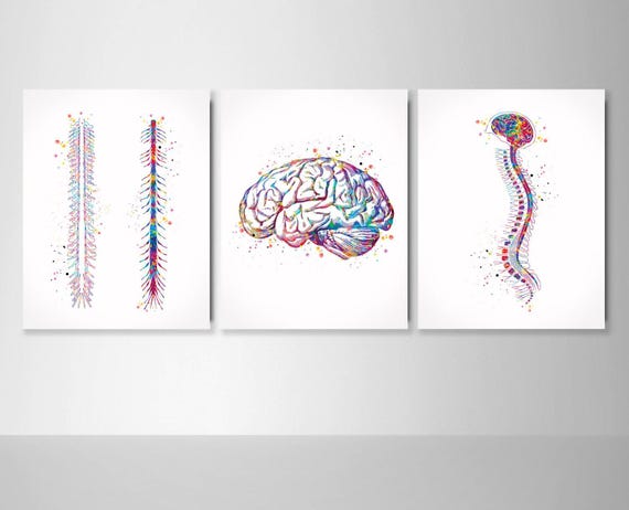Brain & Spinal Cord Watercolor Print Set - Medical Anatomy Art-993